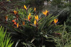 Strelitzia reginae reginae