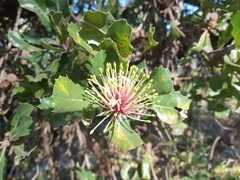 Banksia ilicifolia