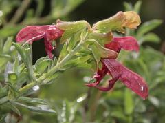 Salvia lanceolata