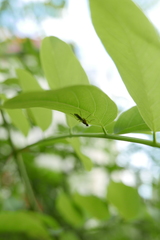Norellia