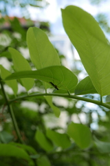 Norellia