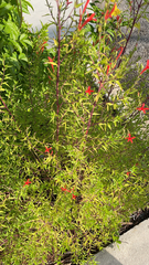Anisacanthus quadrifidus