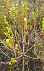 Euryops pinnatipartitus