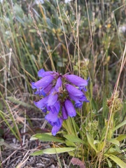 Penstemon hallii