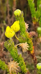 Euryops pinnatipartitus