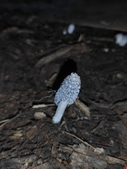 Coprinopsis