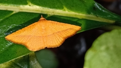 Striglina