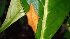 Striglina
