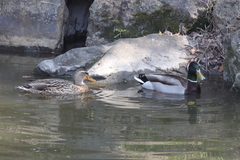 Anas platyrhynchos