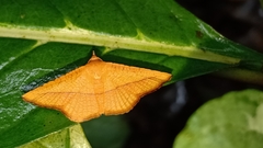 Striglina