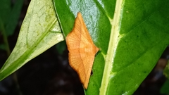 Striglina