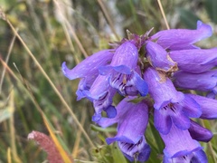 Penstemon hallii