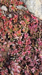 Crassula atropurpurea
