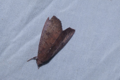 Anomis illita