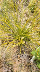 Thesium aggregatum