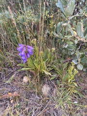Penstemon hallii