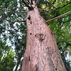 Chamaecyparis obtusa