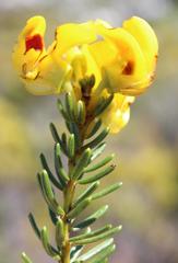 Cyclopia genistoides