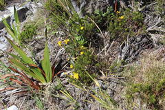 Cyclopia genistoides