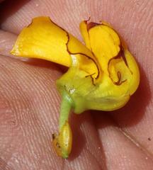 Cyclopia genistoides