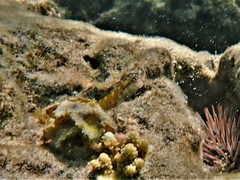 Stanulus talboti