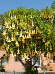 Brugmansia versicolor