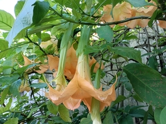 Brugmansia aurea