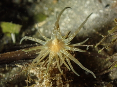 Paranemonia cinerea