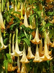 Brugmansia versicolor