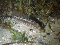 Gobius ophiocephalus