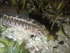 Gobius ophiocephalus