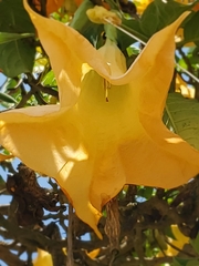 Brugmansia versicolor