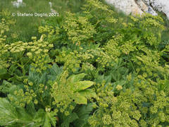 Heracleum sphondylium orsinii
