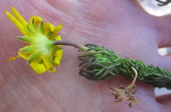 Euryops pinnatipartitus