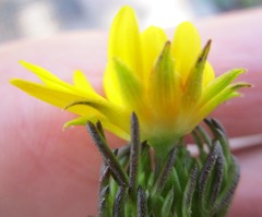 Euryops pinnatipartitus