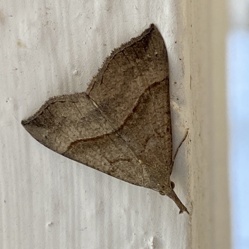 The Snout, Velp, Netherlands, photo 7 of 10
