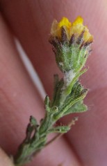 Ursinia trifida