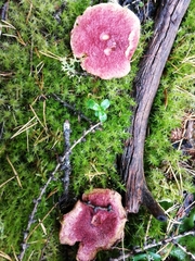 Suillus paluster
