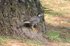 Spodiopsar cineraceus