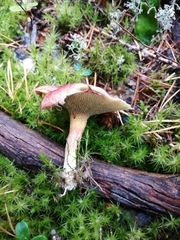 Suillus paluster