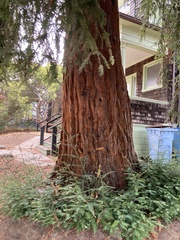 Sequoia sempervirens