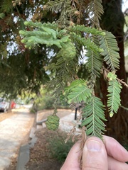 Sequoia sempervirens