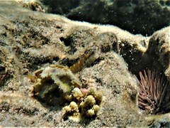 Stanulus talboti