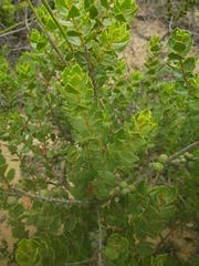 Morella cordifolia