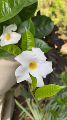 Plumeria pudica