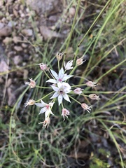 Allium rhizomatum