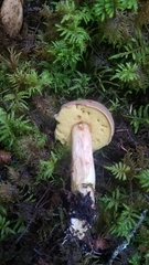 Xerocomus ferrugineus