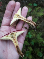 Suillus paluster