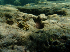 Stanulus talboti