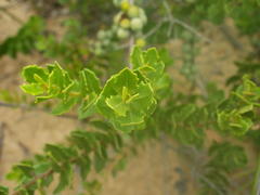 Morella cordifolia